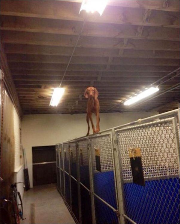 собаки ведут себя как коты