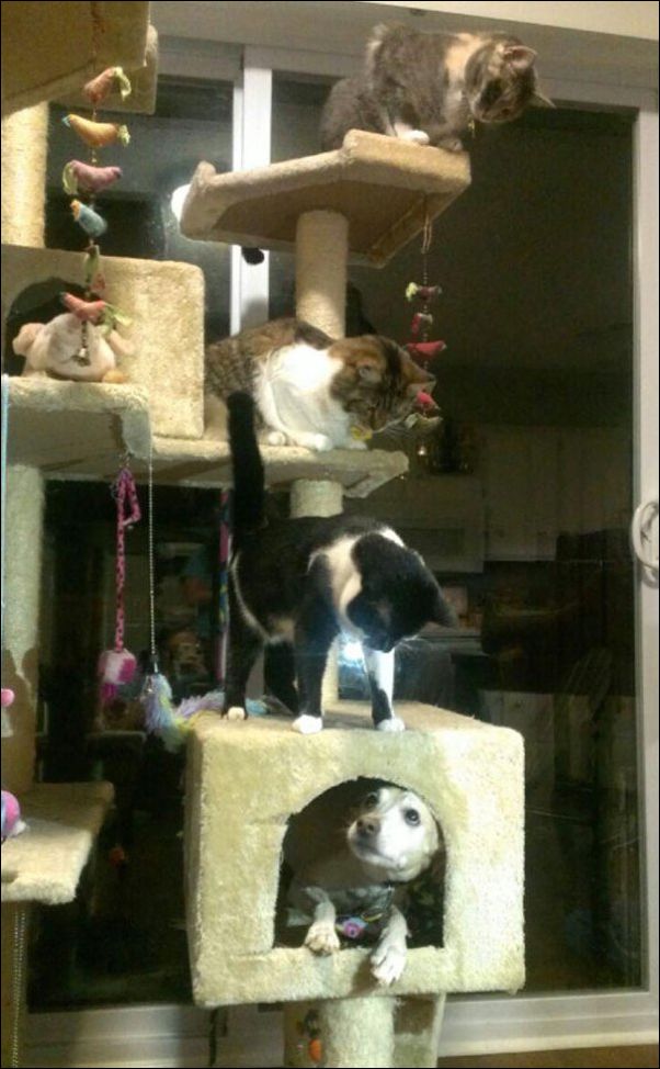 собаки ведут себя как коты