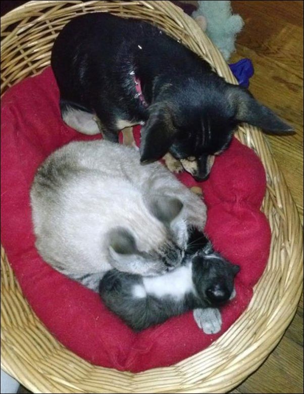 собаки ведут себя как коты