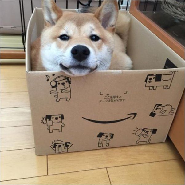 собаки ведут себя как коты