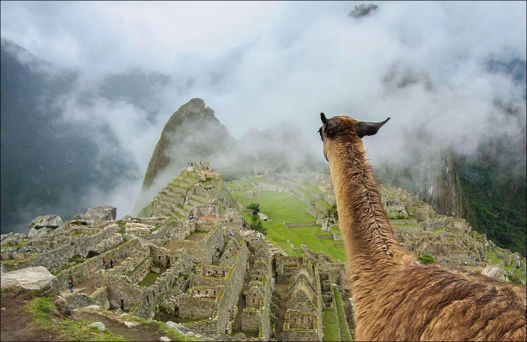 фото приколы