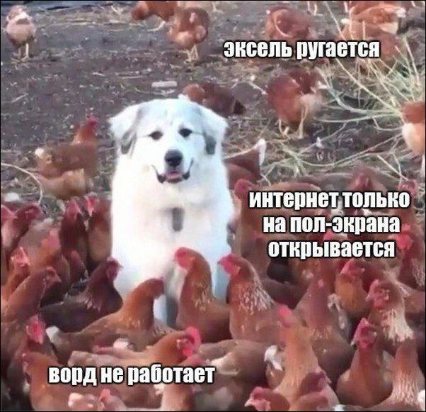 прикольные картинки