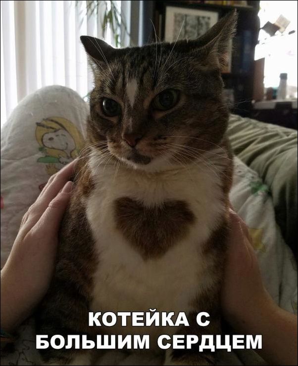 прикольные картинки