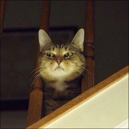 фото приколы