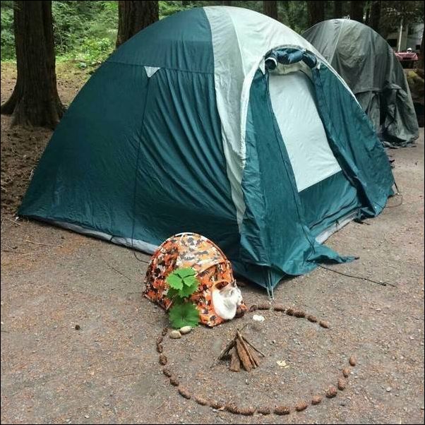 фото приколы