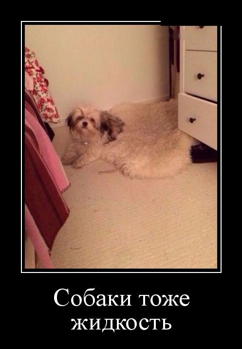 демотиватор