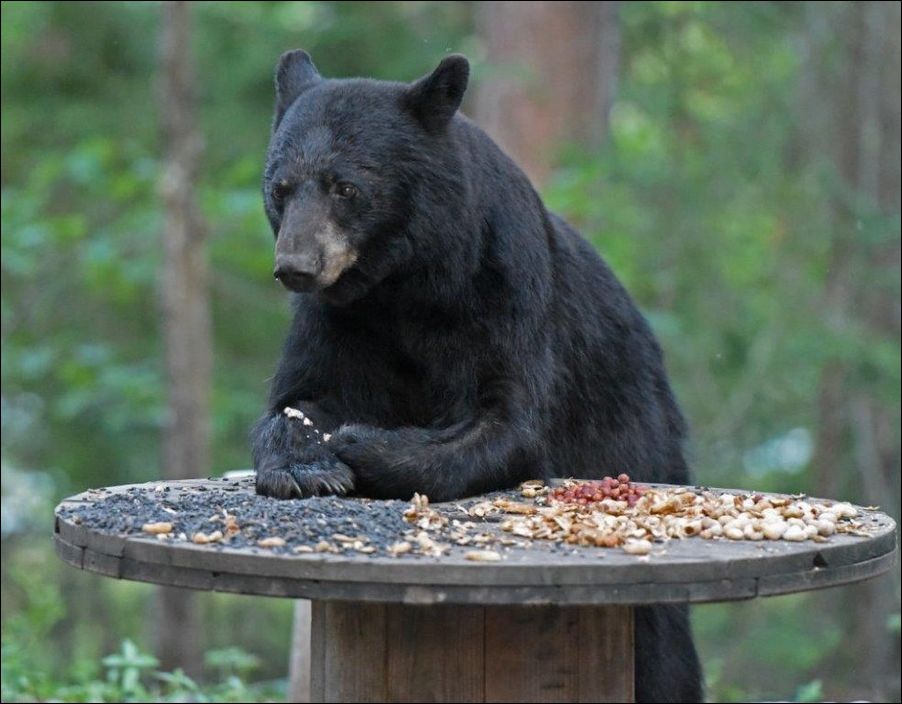 фотоприколы