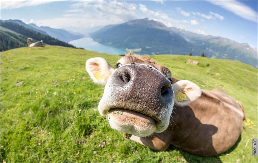 фотоприколы