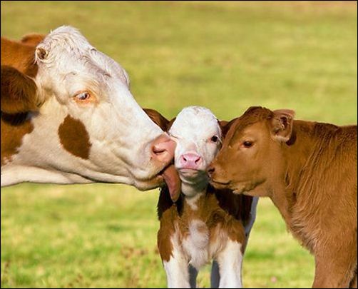 фото приколы