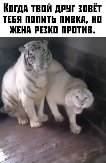 прикольные картинки прикольные картинки