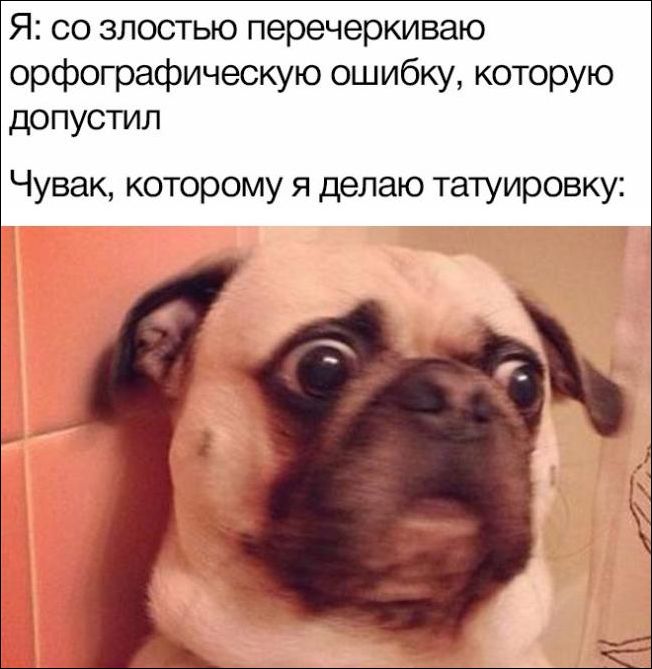прикольные картинки прикольные картинки