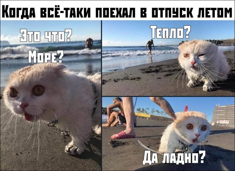 прикольные картинки прикольные картинки