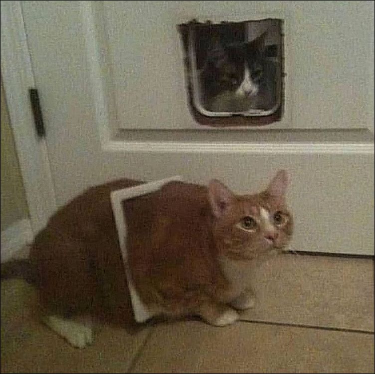 фото приколы