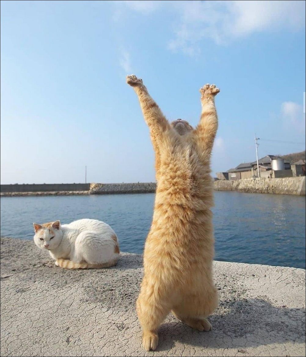 фото приколы