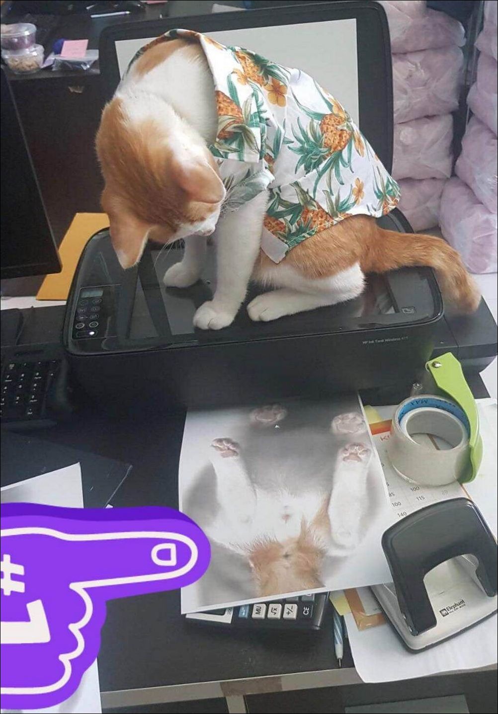 фото приколы