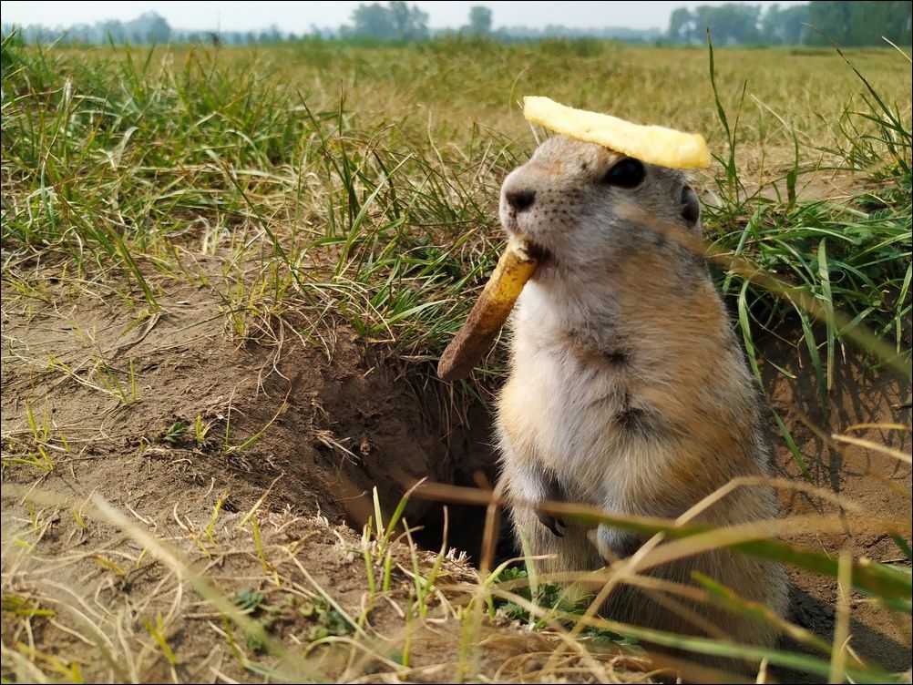 фото приколы