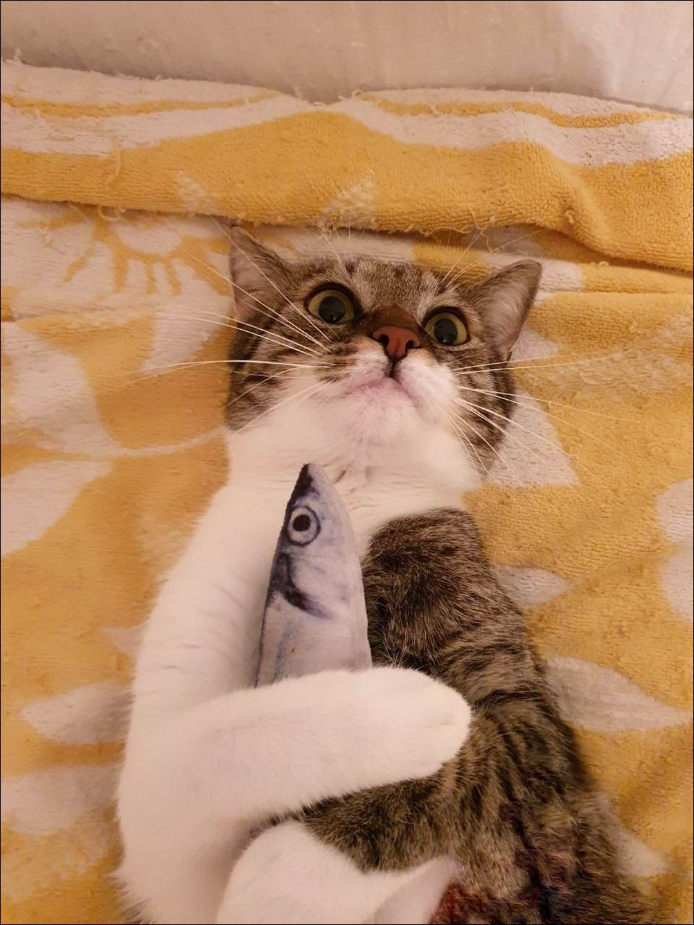 фото приколы