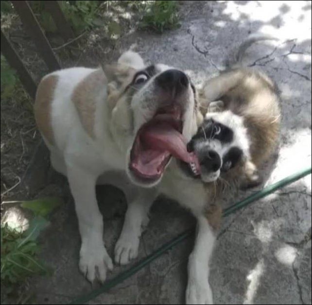 фото приколы