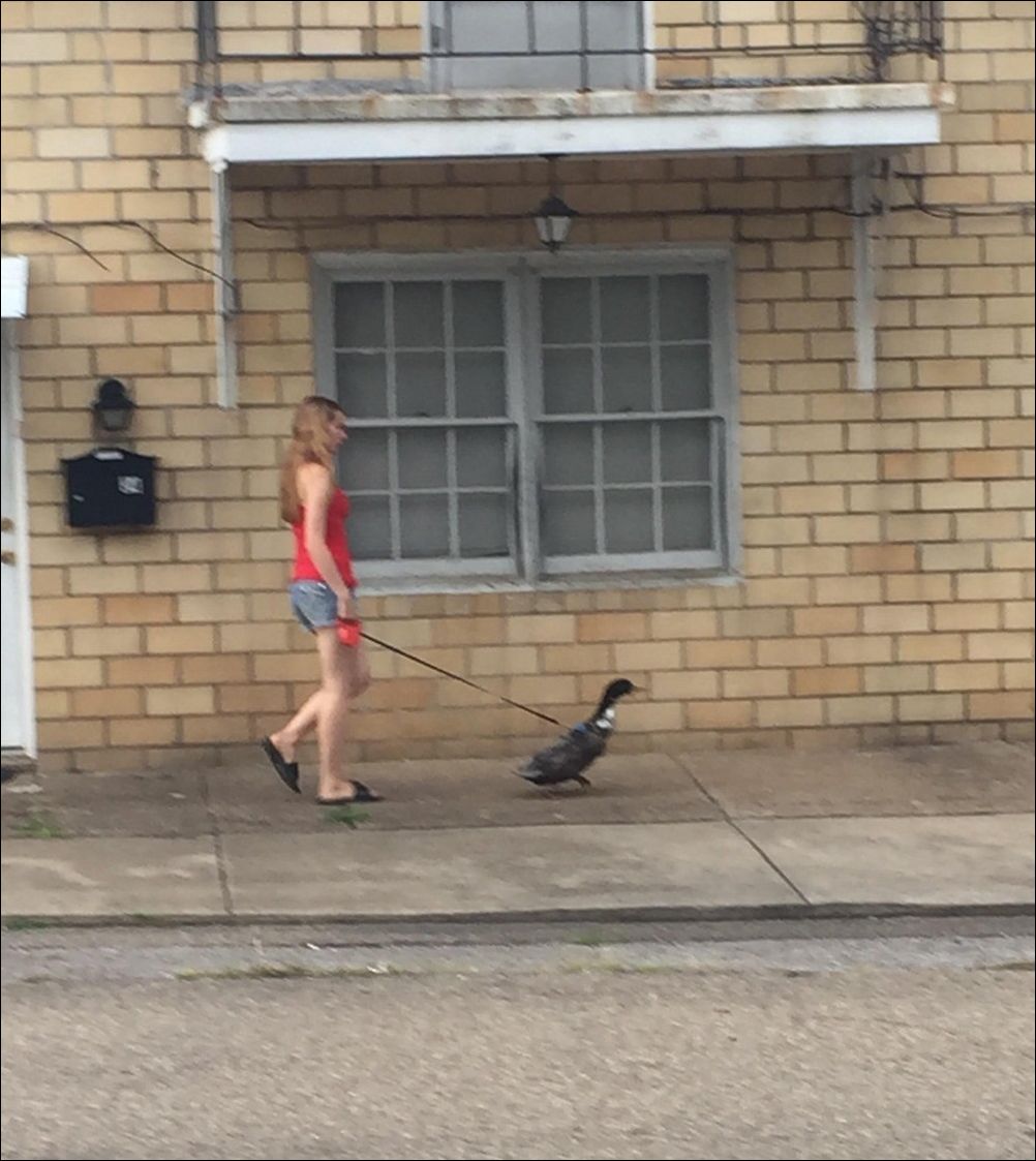 фото приколы