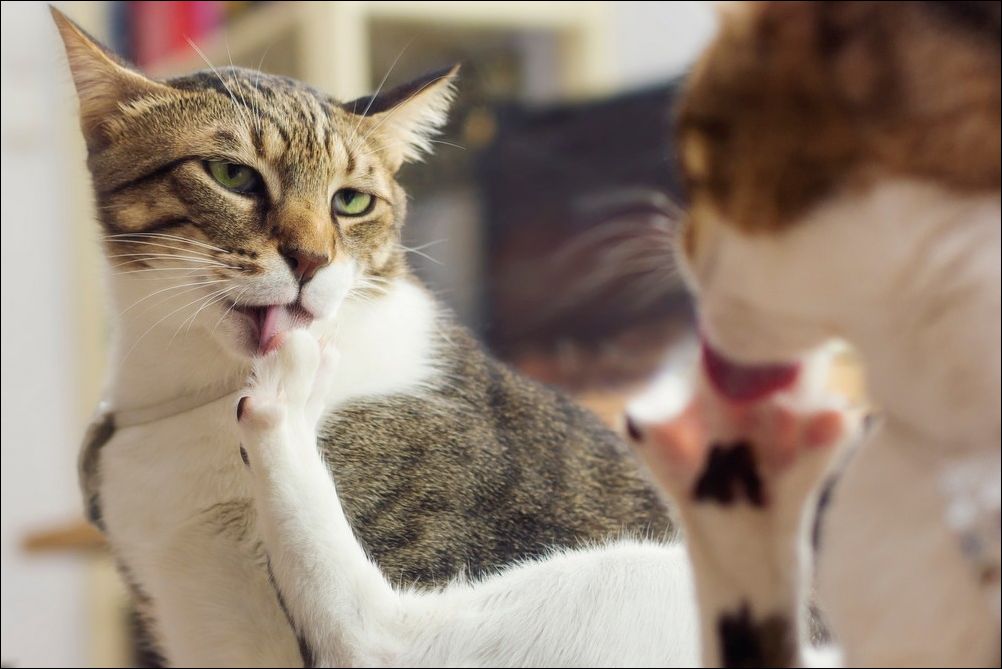 фото приколы