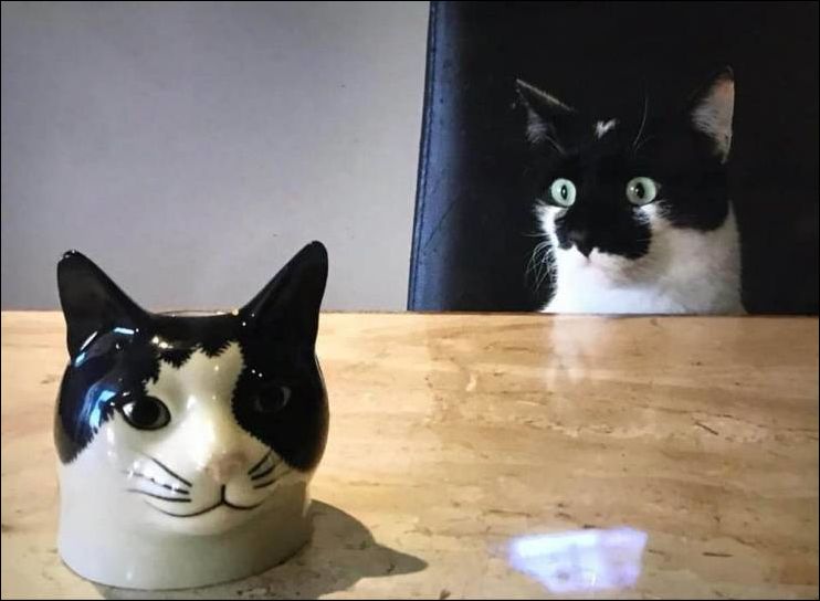 фото приколы