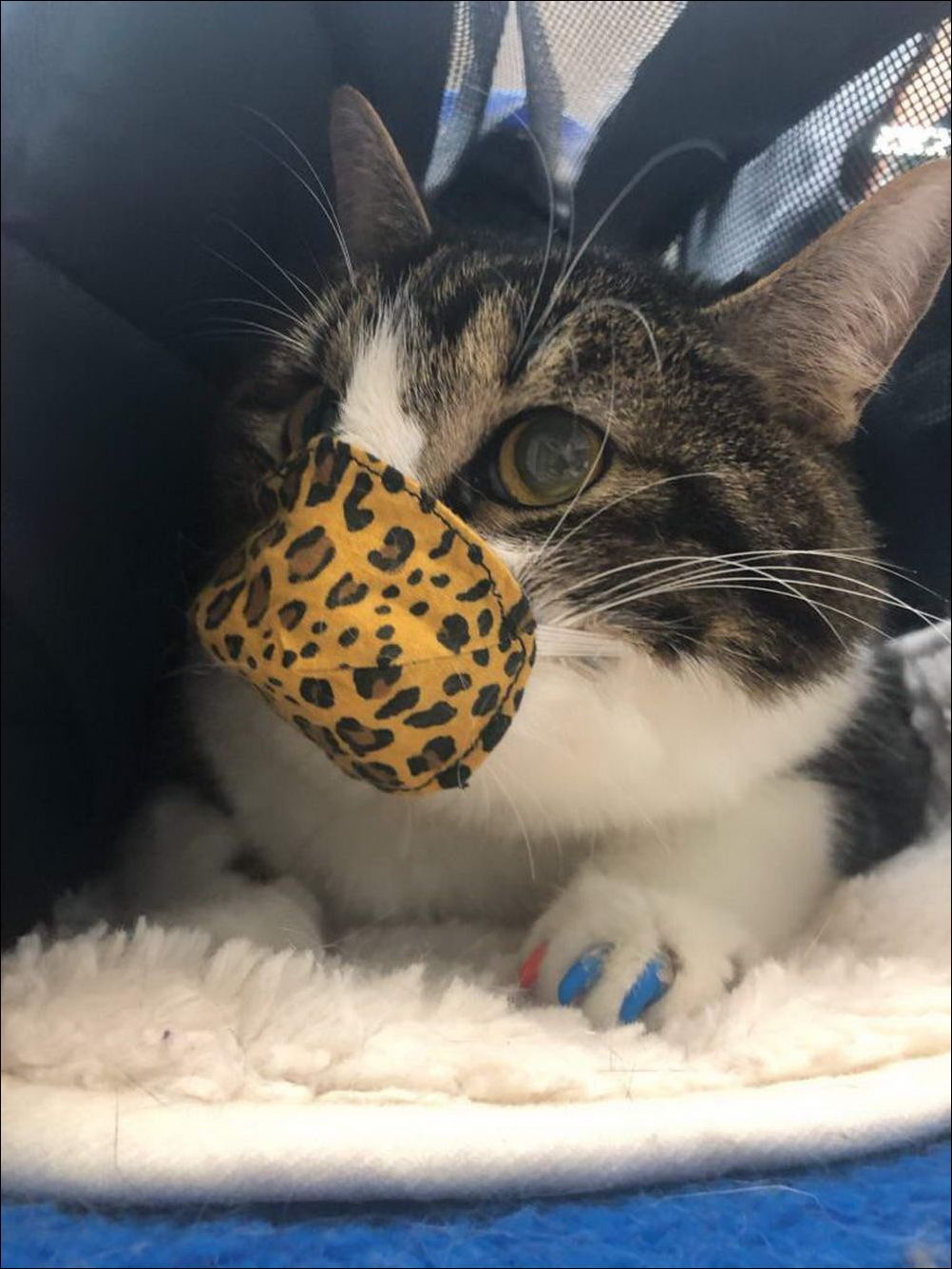 фотоприколы