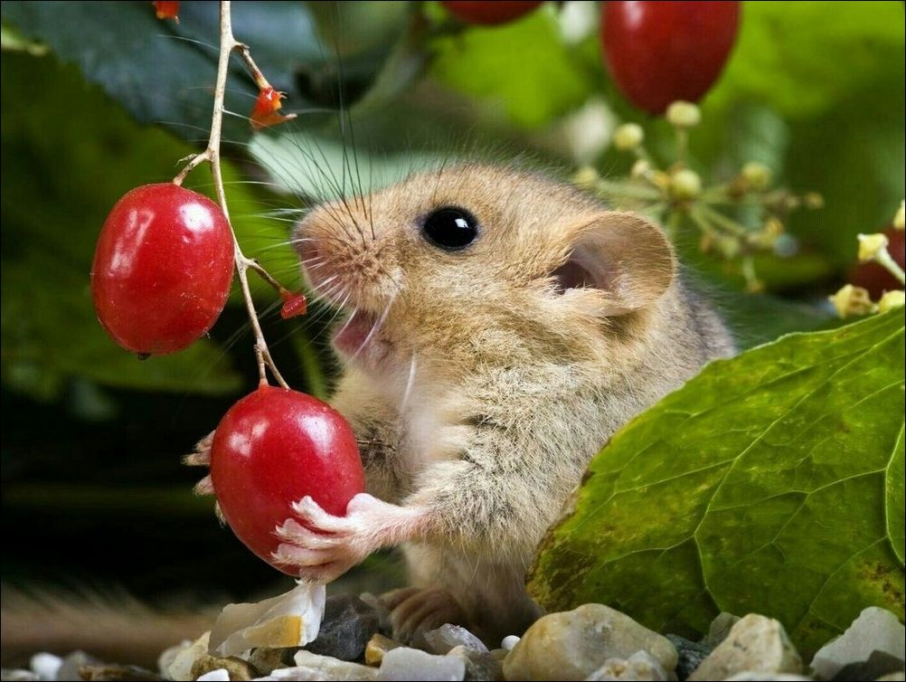 фотоприколы