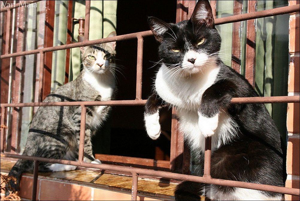 фотоприколы