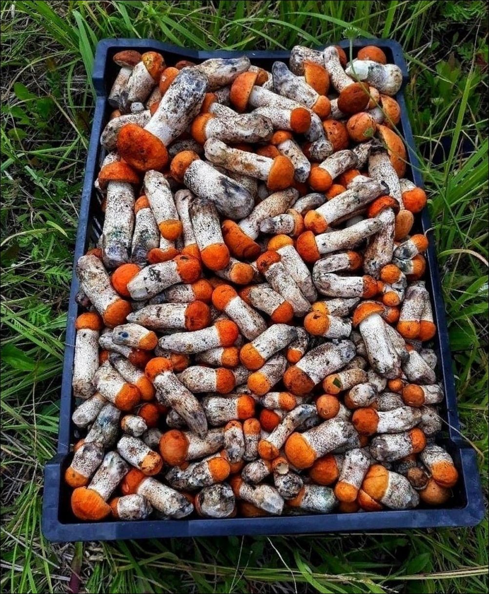 фотоприколы