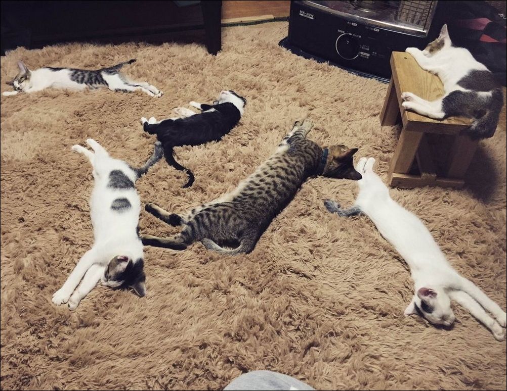 фотоприколы