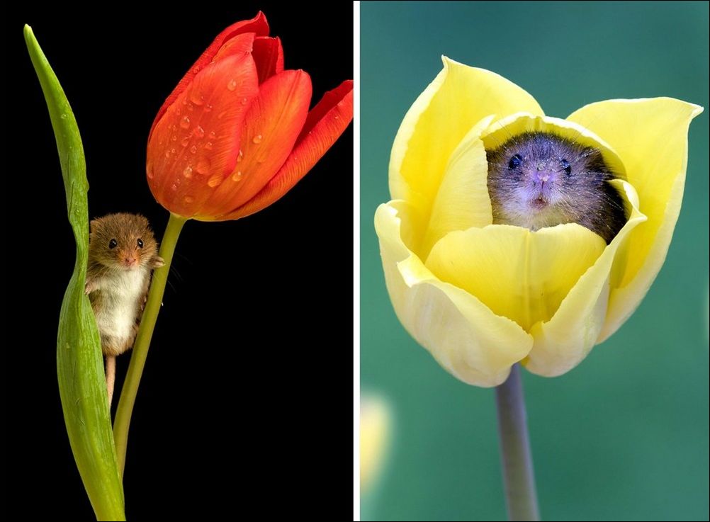 фотоприколы