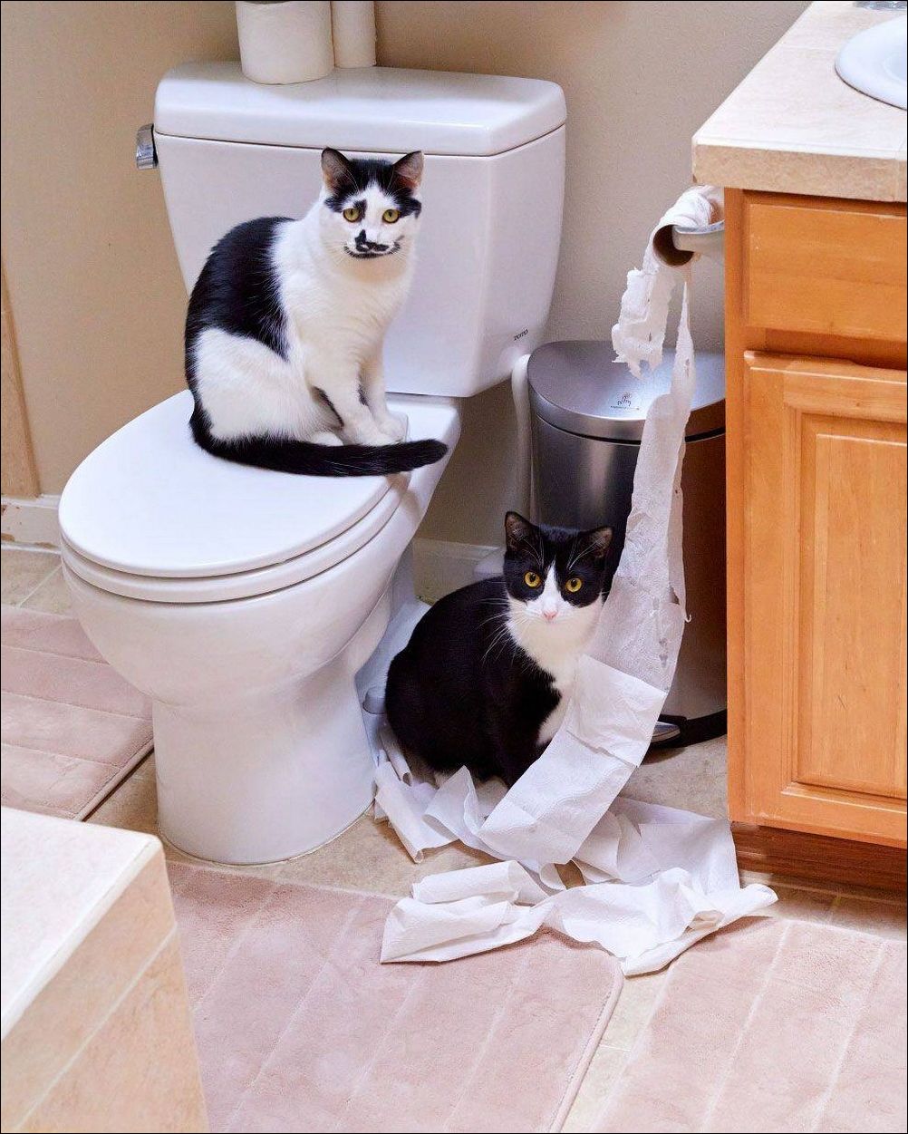 фотоприколы