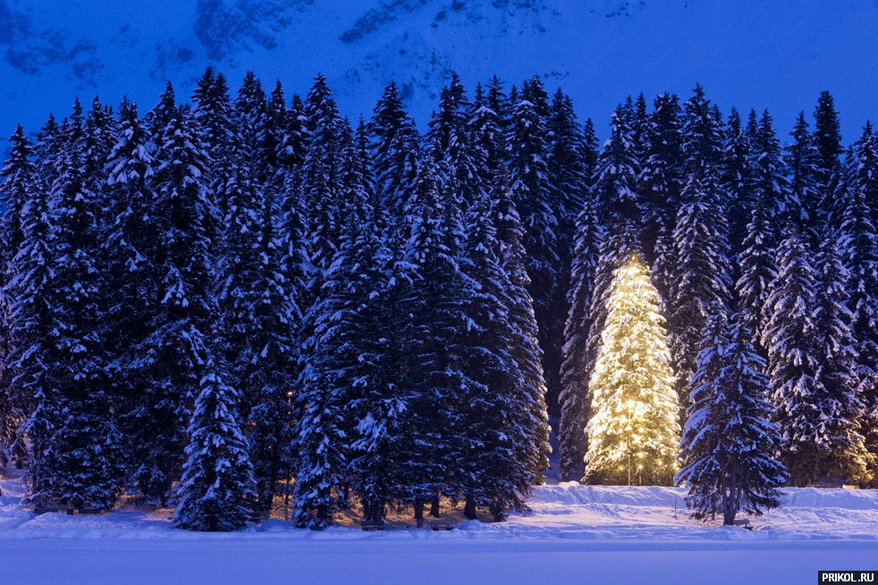 alpen-christmas-tree-02