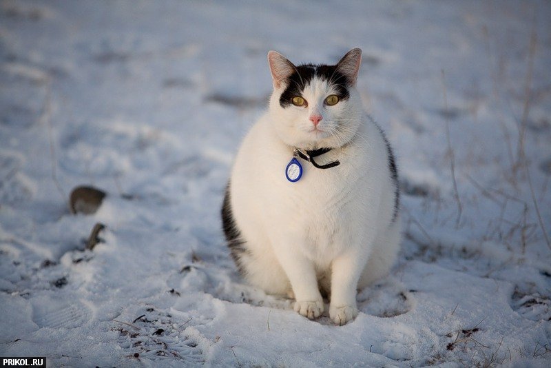 cats-and-snow-01