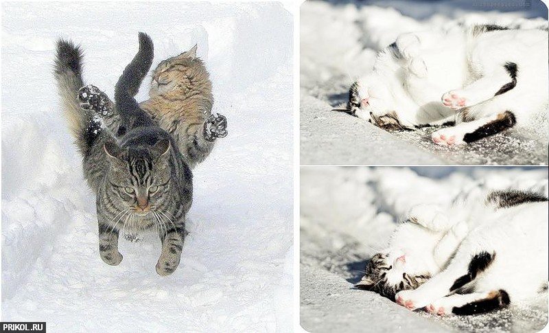 cats-and-snow-02