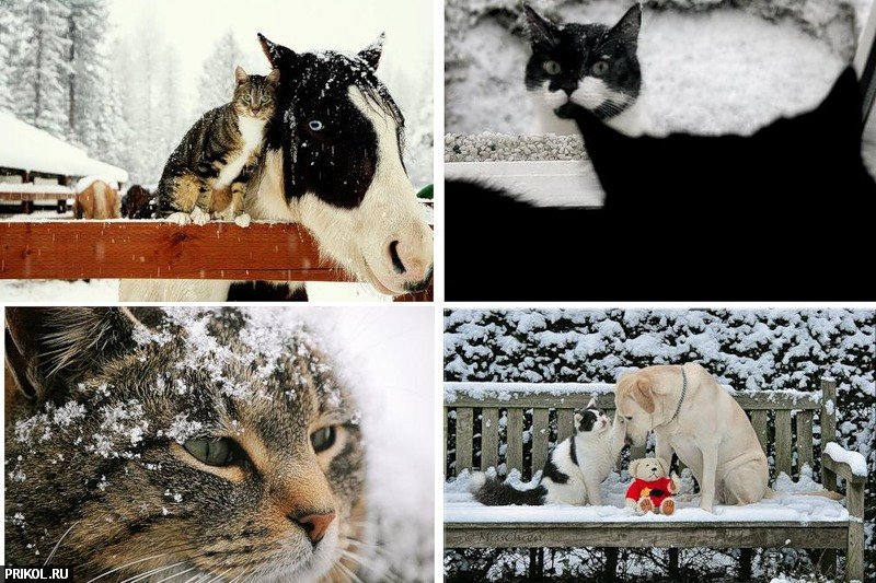 cats-and-snow-03