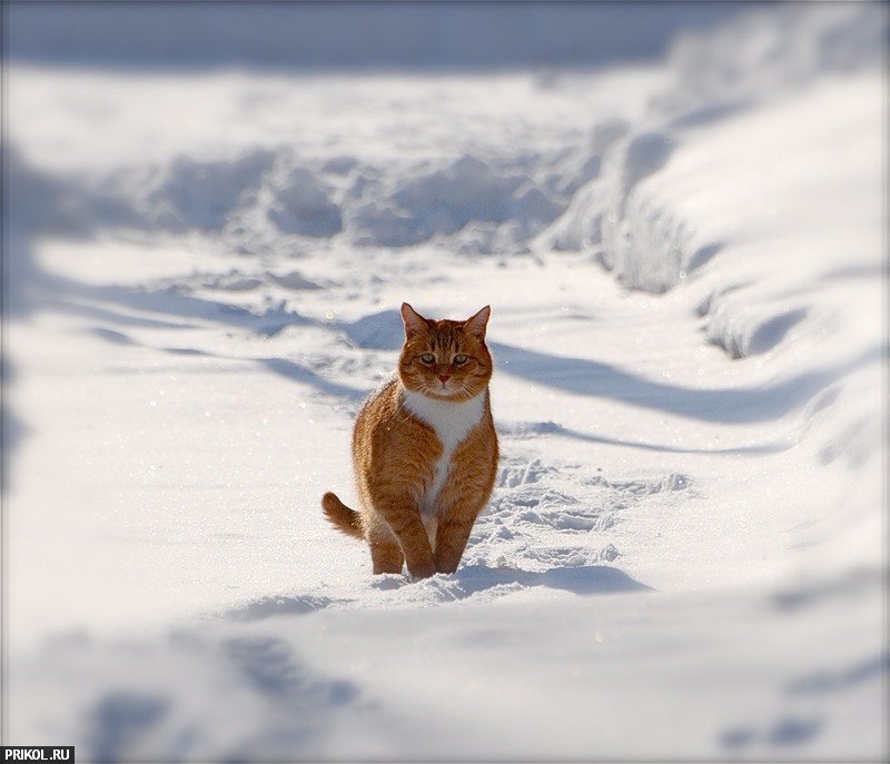 cats-and-snow-05