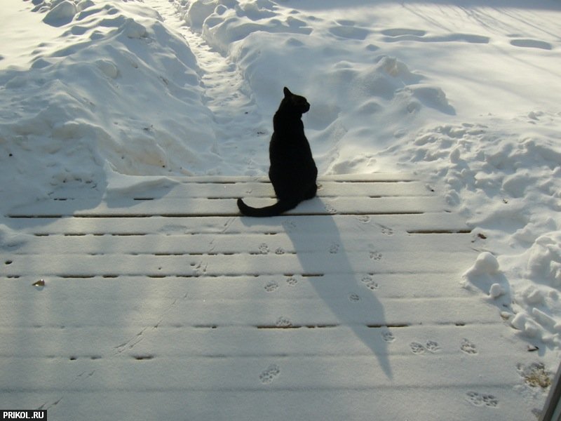cats-and-snow-06