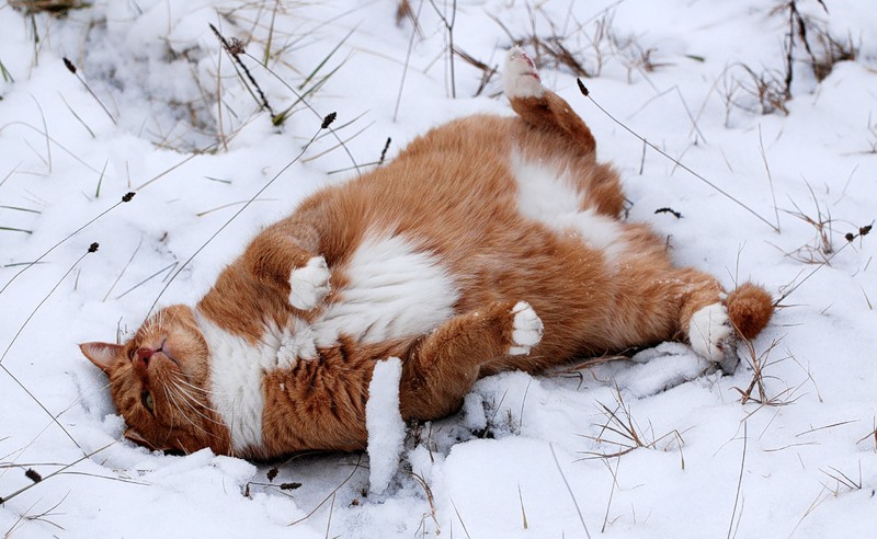cats-and-snow-08