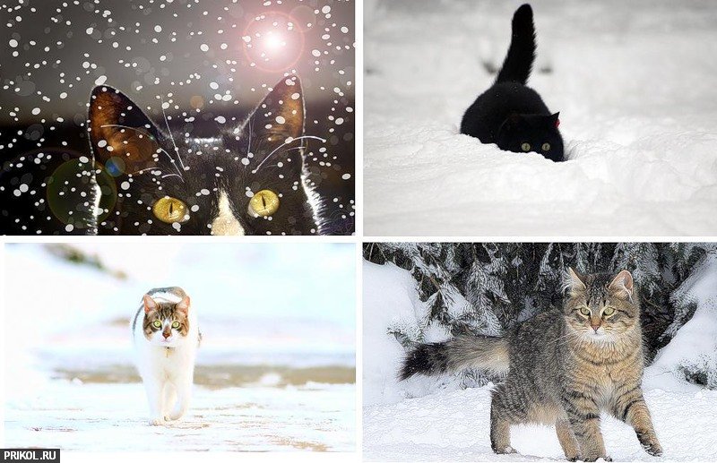 cats-and-snow-10