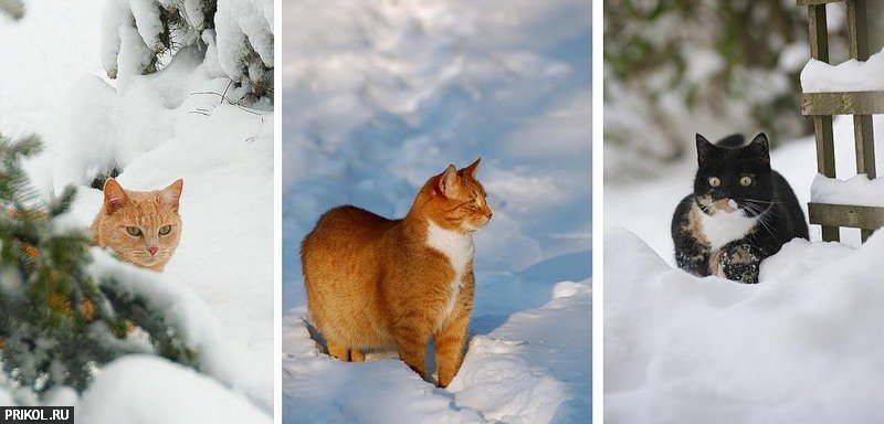 cats-and-snow-14