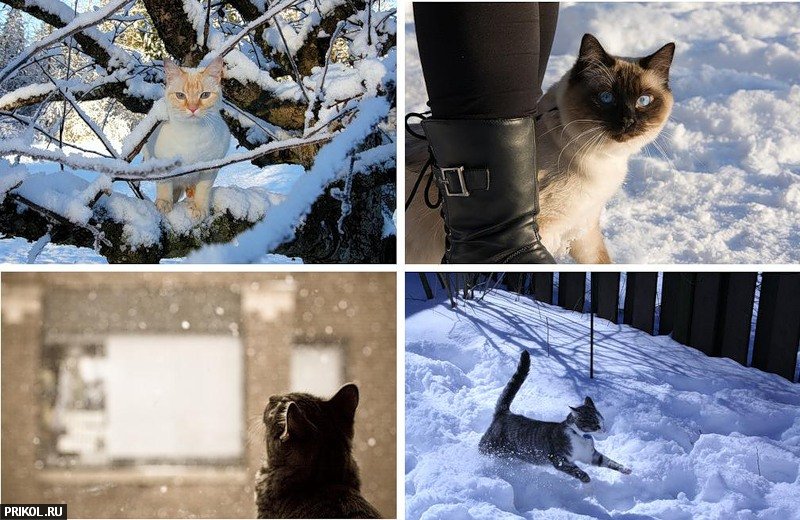cats-and-snow-15