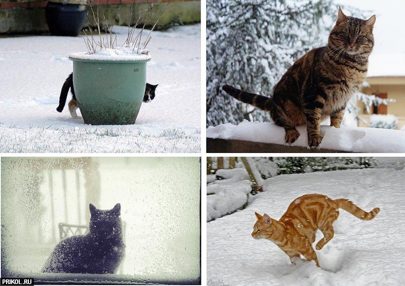 cats-and-snow-16