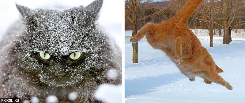 cats-and-snow-18
