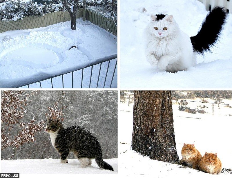 cats-and-snow-19