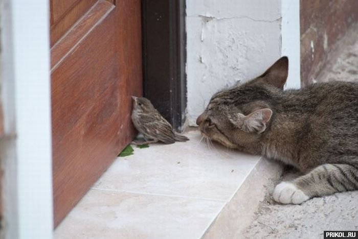 fotoprikol-181209-26