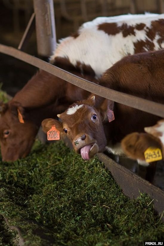 fotoprikol-181209-34