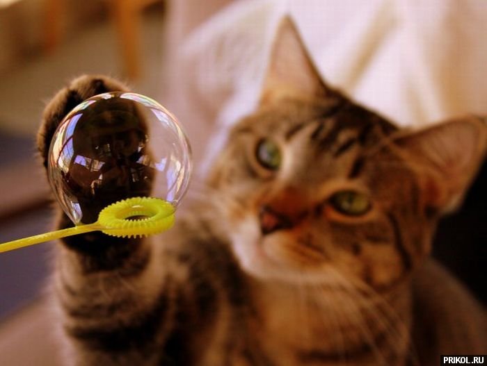 fotoprikol-181209-44