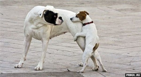 fotoprikol-181209-50