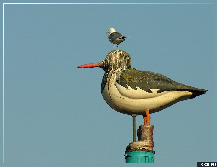 fotoprikol-181209-59